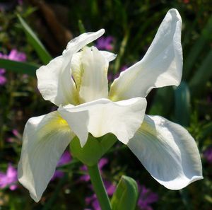 White Cemetery Iris, White Flag Iris, Iris albicans, I. x albicans, I. florentina var. albicans